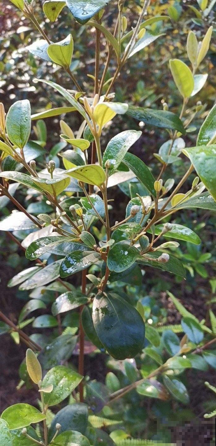 桃金娘开花太诱人，花瓣柔美花蕊纤细，美丽惹人爱！