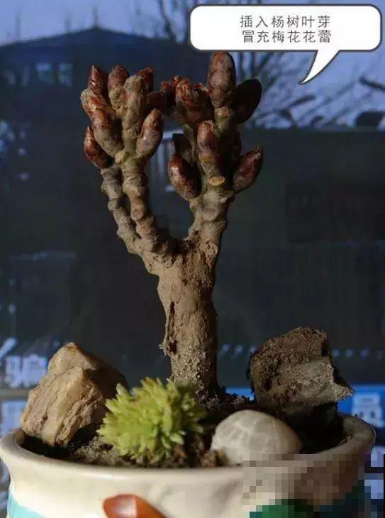 春天买花要注意，6种花千万别买，都是骗人的！