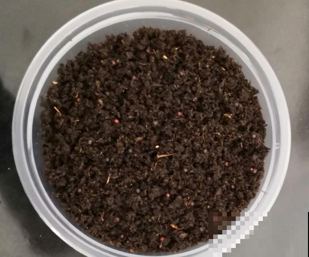 最难养的小草花，就得剃头虐一虐，才能开成大花球！