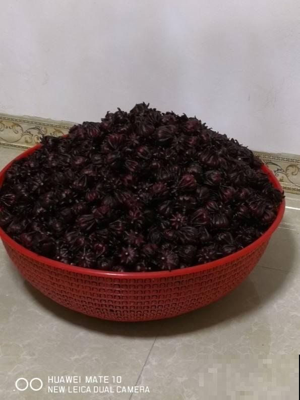洛神花被称作“植物红宝石”，拿来泡茶酸甜爽口，老人孩子都喜欢