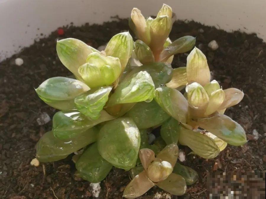 10种花，春天不能晒，躲屋里最安全！