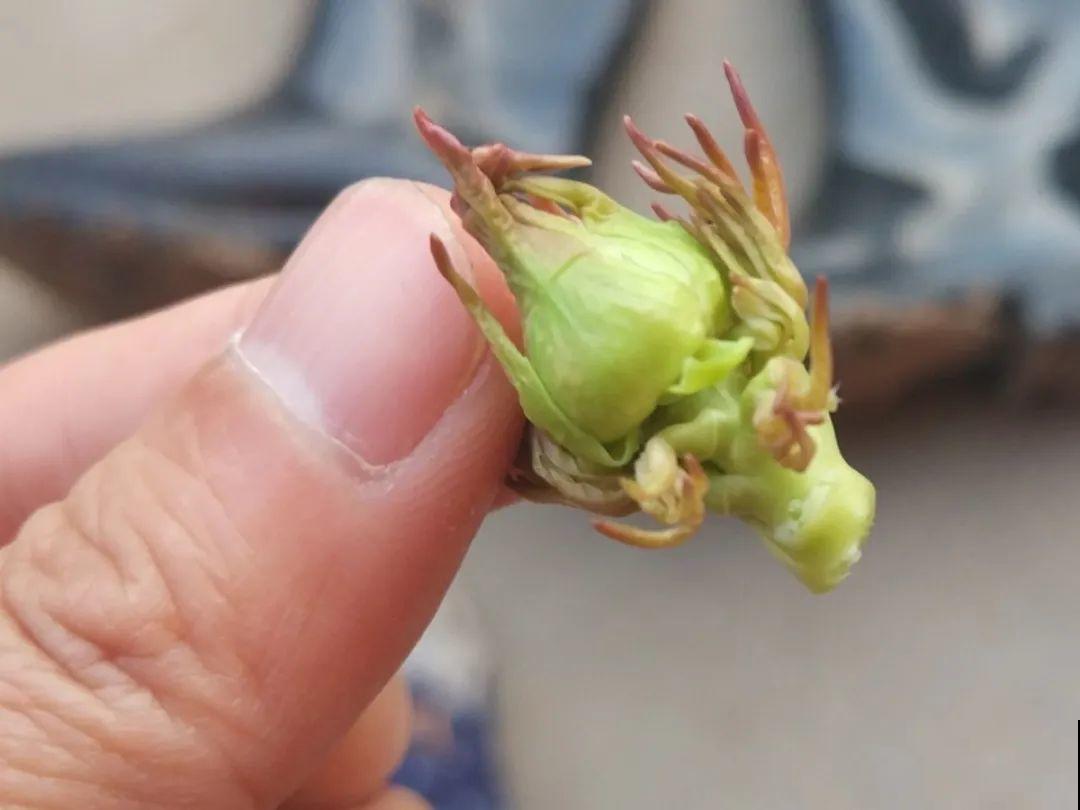 花的这个位置，千万别修剪，否则白养大半年！