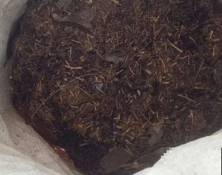 路边捡点蜂窝煤渣，碾碎拌土里，多肉呼呼长成胖墩子！