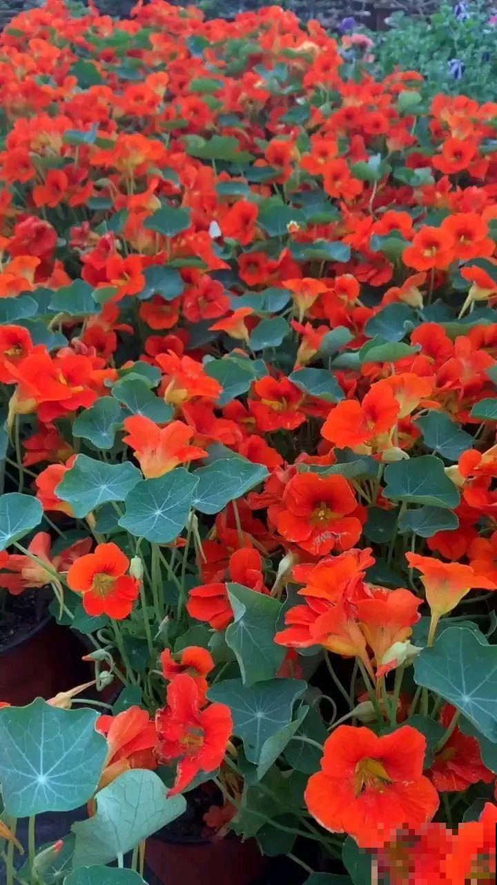 7种花要慎养，房前屋后都爬满，邻居有意见！