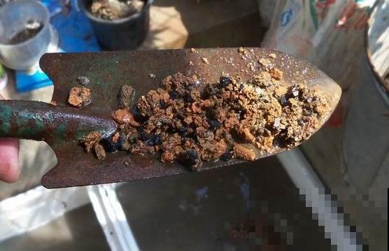路边捡点蜂窝煤渣，碾碎拌土里，多肉呼呼长成胖墩子！