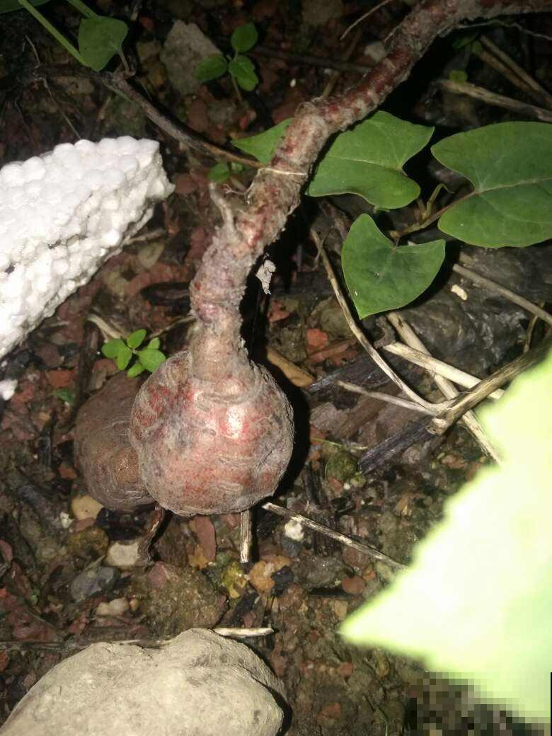何首乌也能盆里养？花友大哥种出精品货，邻居朋友眼馋流口水！