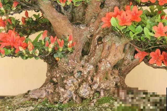 家里养盆虎皮兰，小花盆、挤着养，疯狂开花爆小崽！