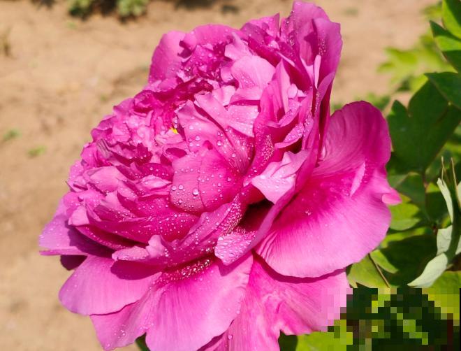 4月最大气的花，只开一朵，就惊艳全城！