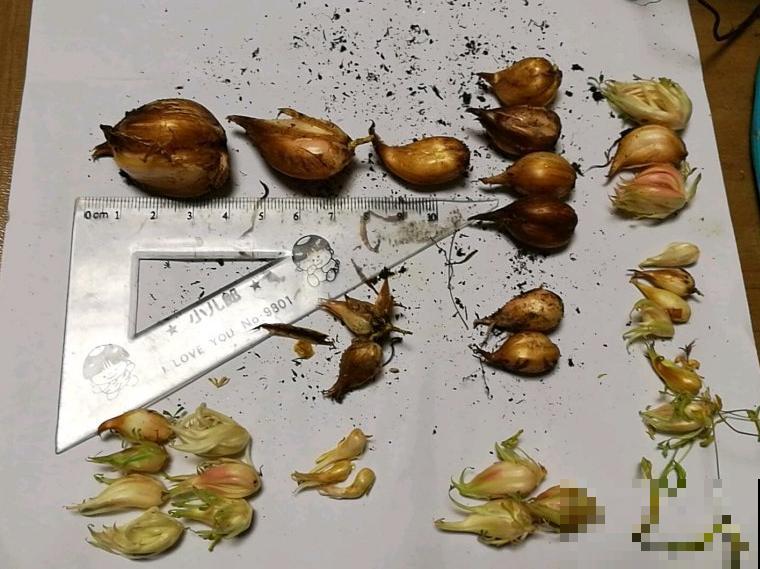 小窗台最适合养这花，开花又密又多，年年繁殖一大堆！