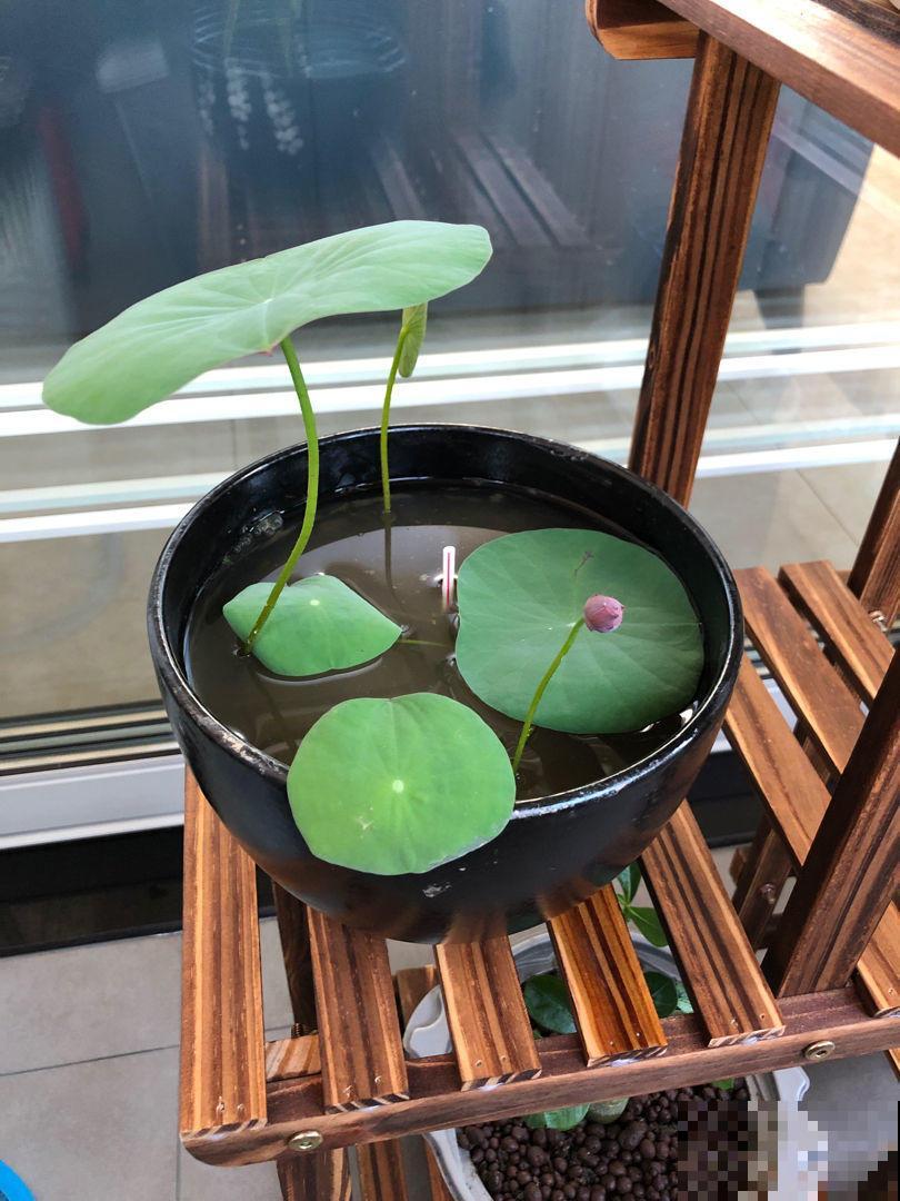 别羡慕公园里的大片莲花，咱自己在家也能养，厨房拿个碗就行！