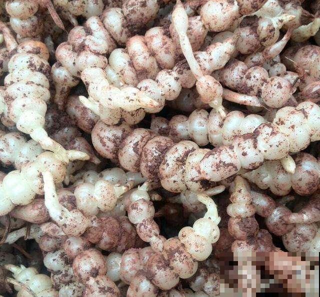 饭店端上一碟凉菜，模样像海螺，其实在家也能种出来！