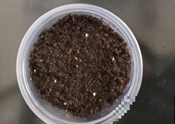 最难养的小草花，就得剃头虐一虐，才能开成大花球！