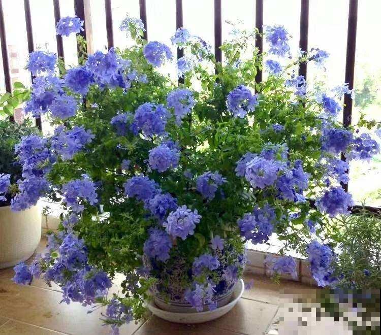 你的生日，对应的是哪种花，都进来看看吧！（下）