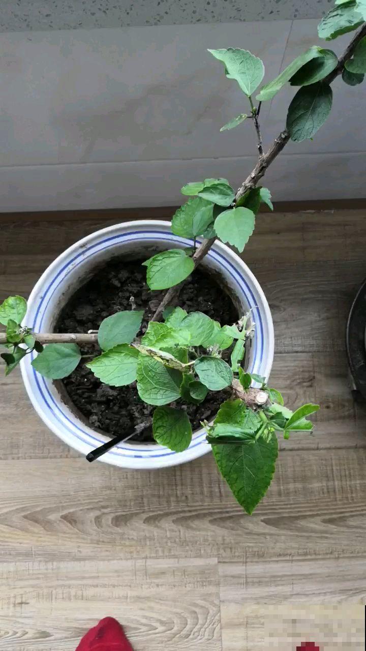 扶桑花典雅浪漫，扦插成十来盆，每盆开出碗口大的花！