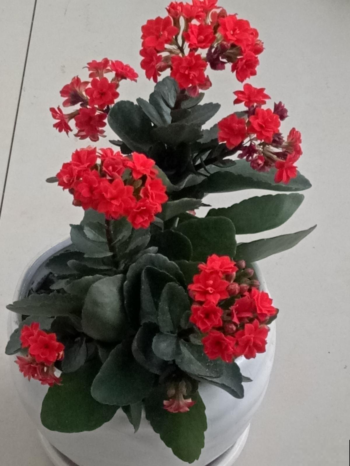 养花必备1种小玩意，往盆面戳几下，花长得呼呼的！