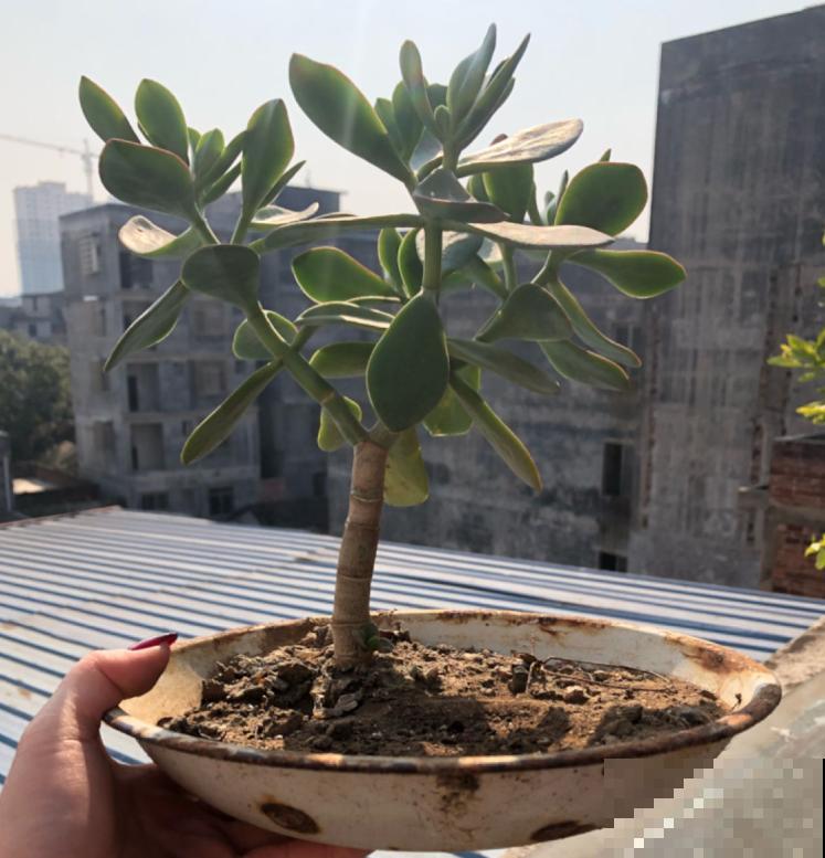养这花不能用大盆，花盆越小，长得越粗壮！