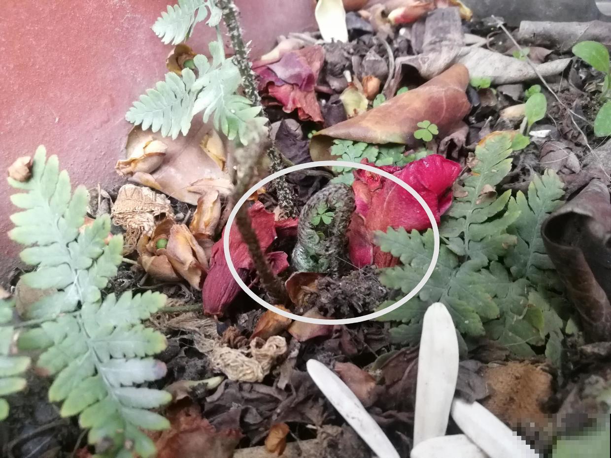 蕨类植物发芽不寻常，看起来有点吓人，千万不要手快铲掉！
