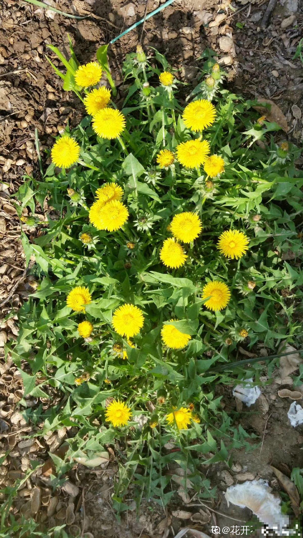 6种懒人花，皮实好养开花勤，不养一棵太亏了！