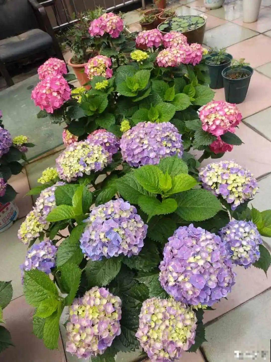 这10种花，天越热越扦插，3天冒出大白根！