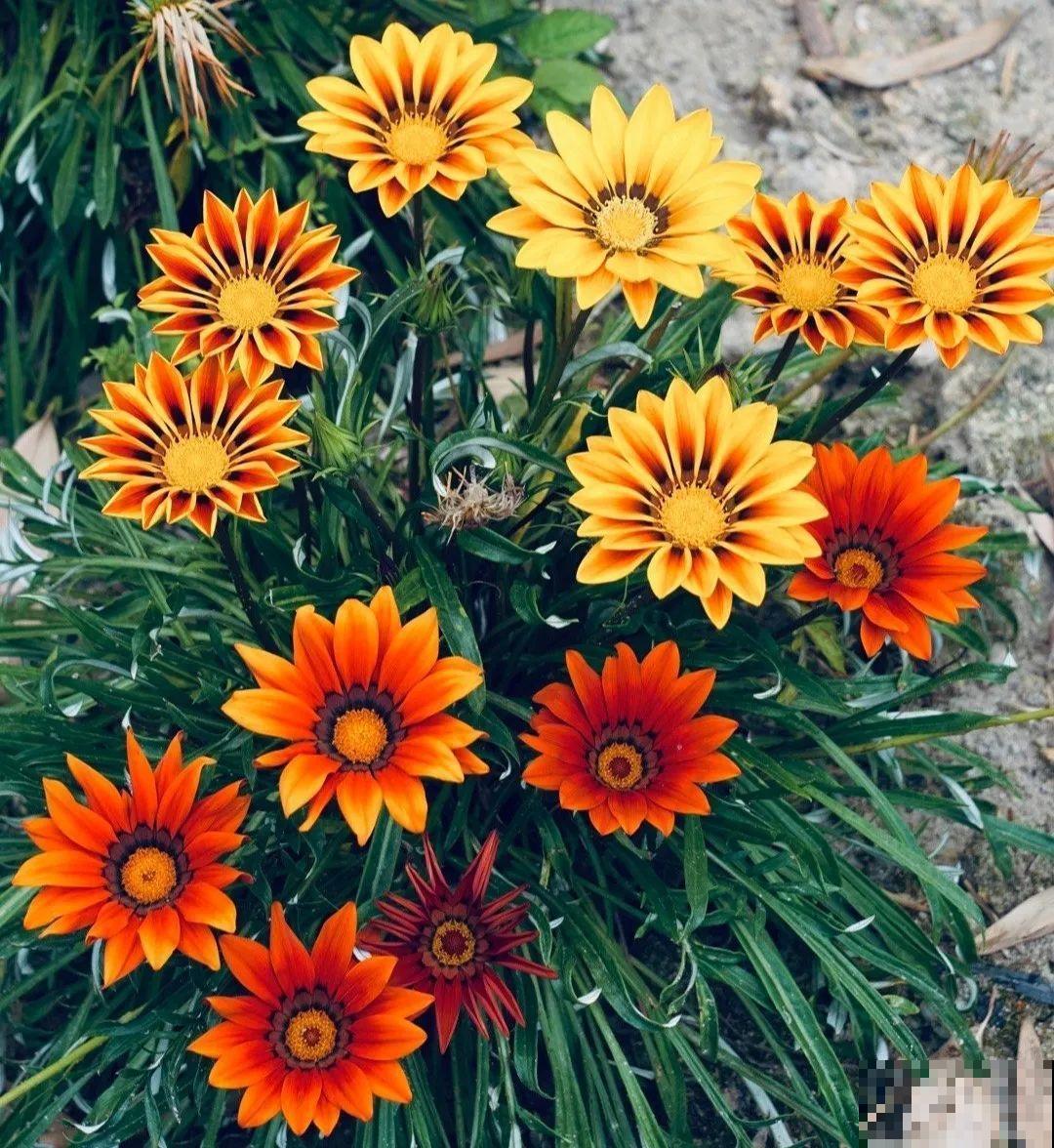 8种花不用扦插，开完花等1个月，一盆能生几十盆！