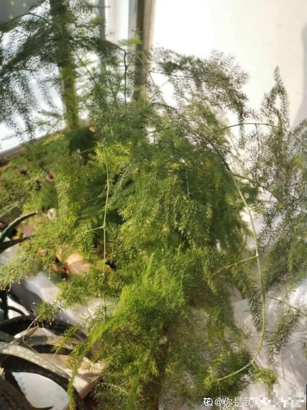 ！爱爬墙的20种花，嗖嗖爬满整面墙，看着心情就好
