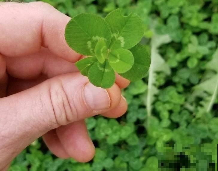 路边辛苦寻找四叶草，不如自家种一盆，把幸福带回家里！
