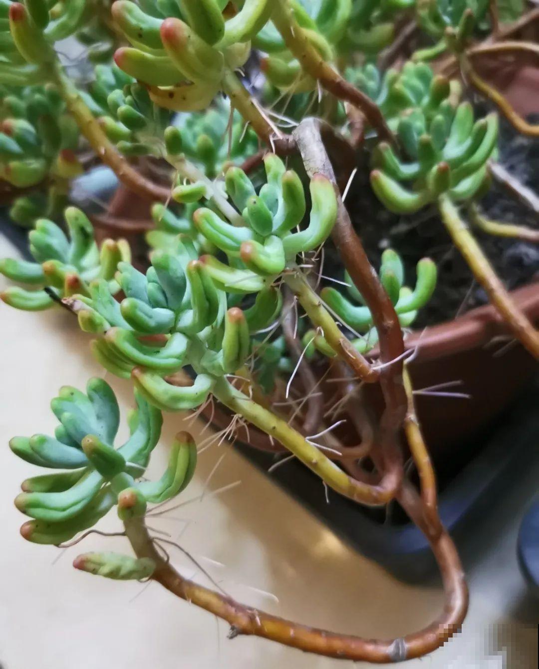 10种花，最怕换盆，换完活不过3天！