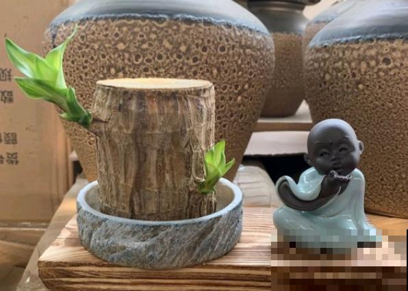 网红植物幸运木，半截桩子泡水里，生根发芽成小树！