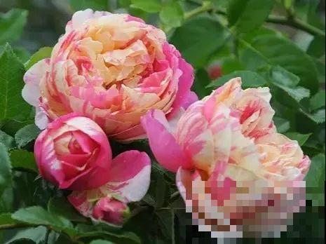 13个月季新品种，长最快、开花多，选它准没错！