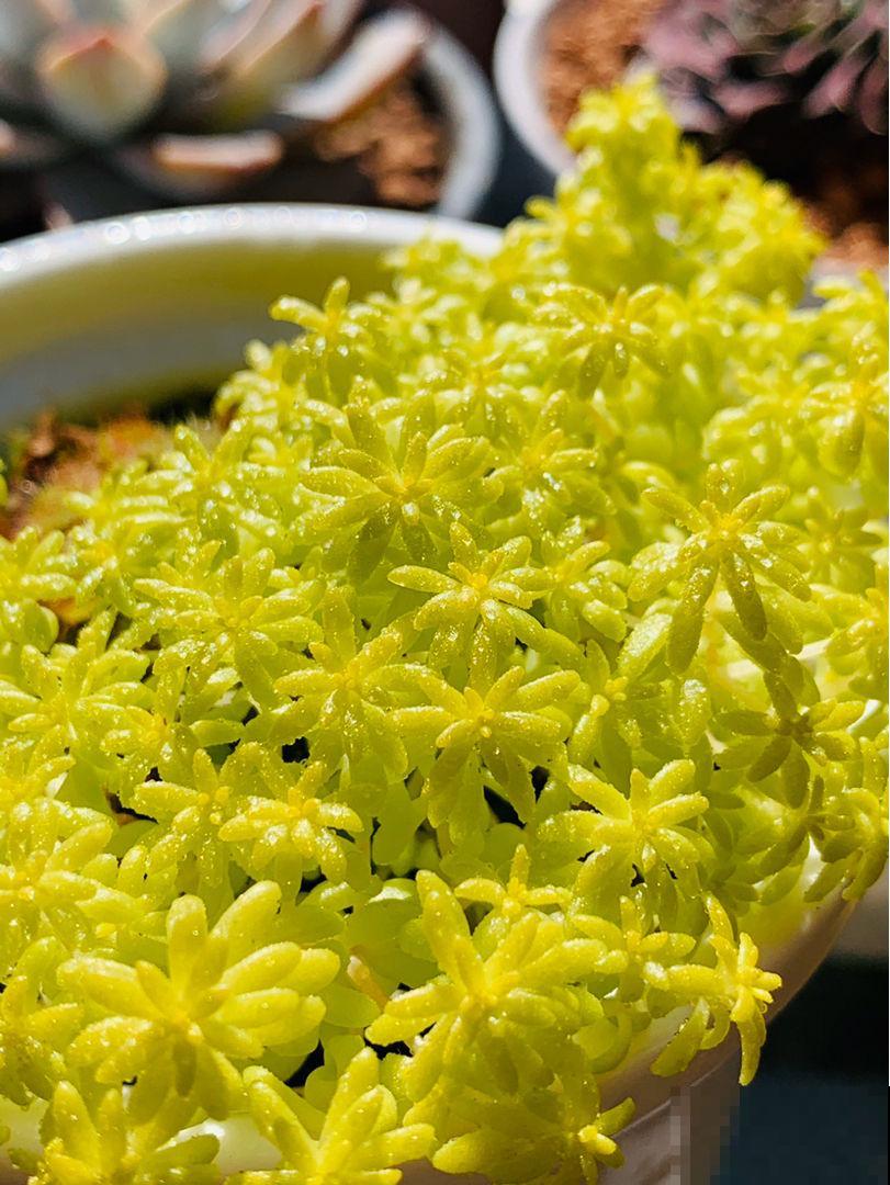 总是把多肉养死的，赶紧试试这植物，一小棵能窜满整个盆！