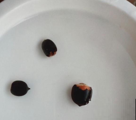 春天种碗莲，只需1粒种子1个碗，坐在家里裳荷花！