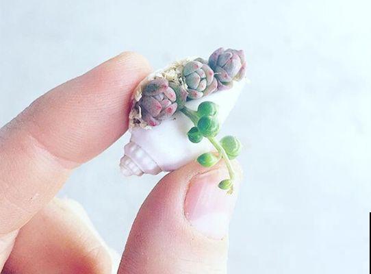 一个茶碗就能养的花，开花精致富贵，摆在窗台上档次！