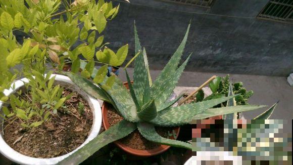 原来这些芦荟可以吃，切开挖一勺汁液，敷在脸上能美容！