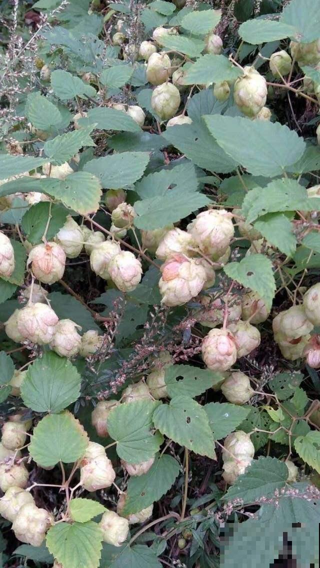 专门做啤酒的花，原来在家也能种，花穗饱满美丽！