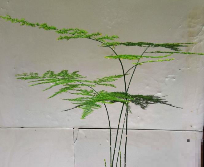 超耐阴的文竹，3个小手段，养成绿油油的小森林！