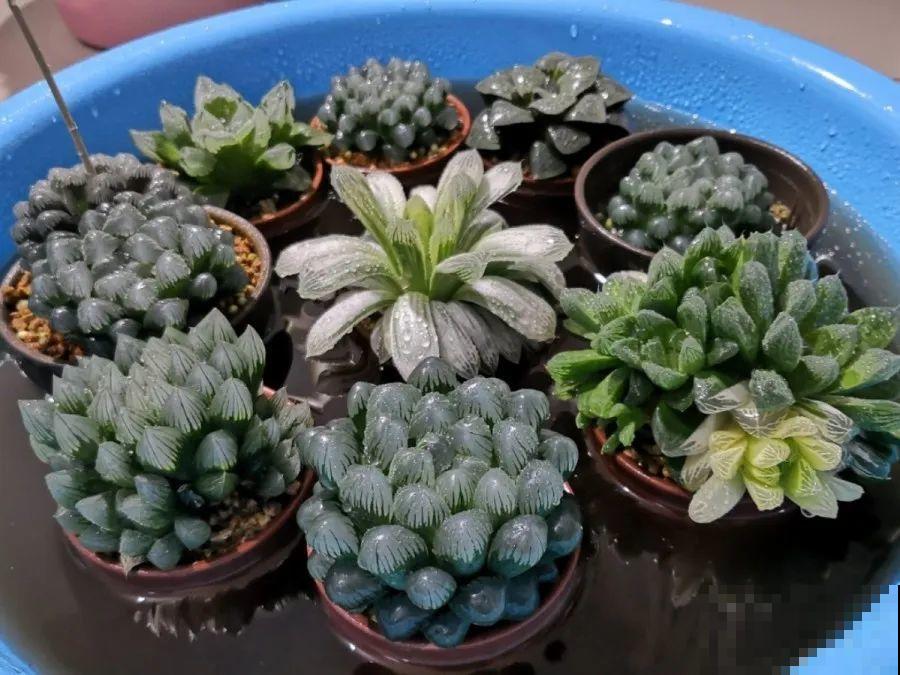 10种花，春天不能晒，躲屋里最安全！