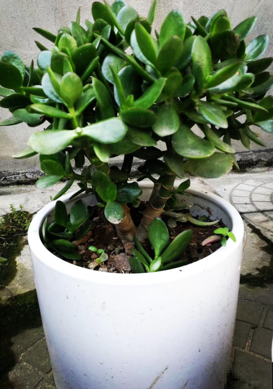 有见过开满花的玉树吗？原来养护这么重要，半月就能看到花蕾