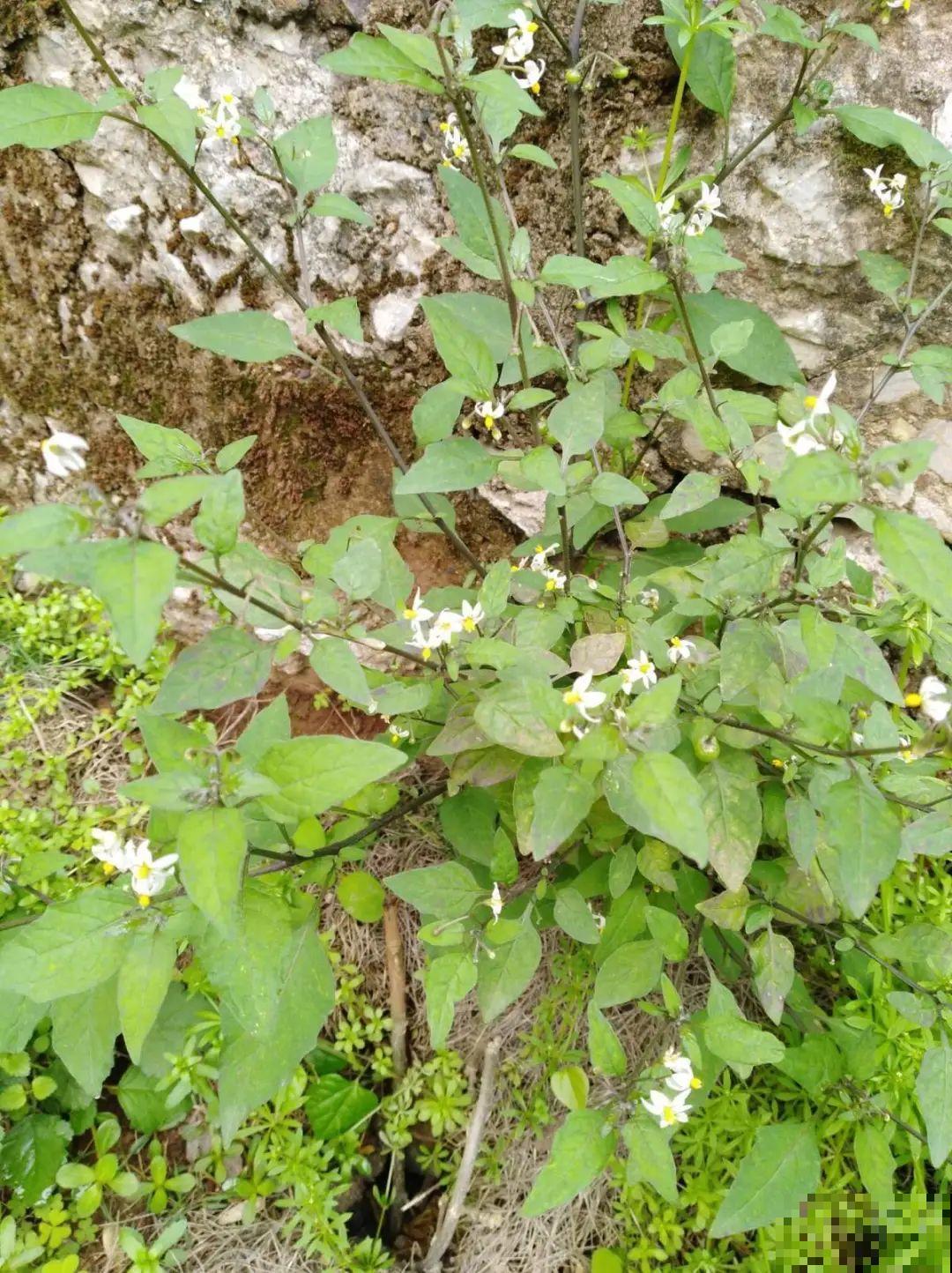 40种小野花，春天开得正美，挖几棵回家，不用买花了！