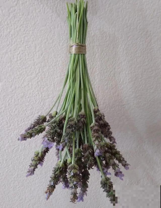卧室别养这8种花，香得头昏脑胀，对身体有大害处！