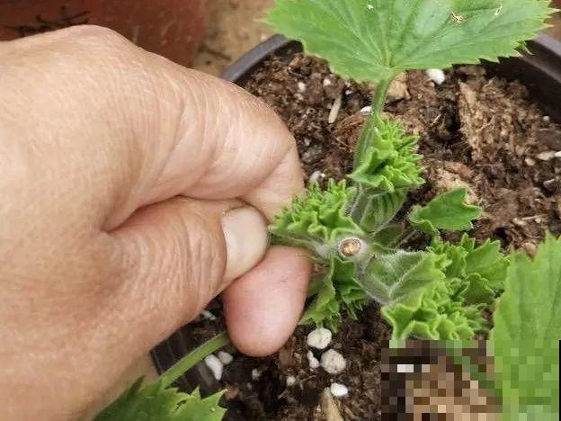 橡皮树春天要打顶，独杆变成大伞盖，叶子挤满盆！