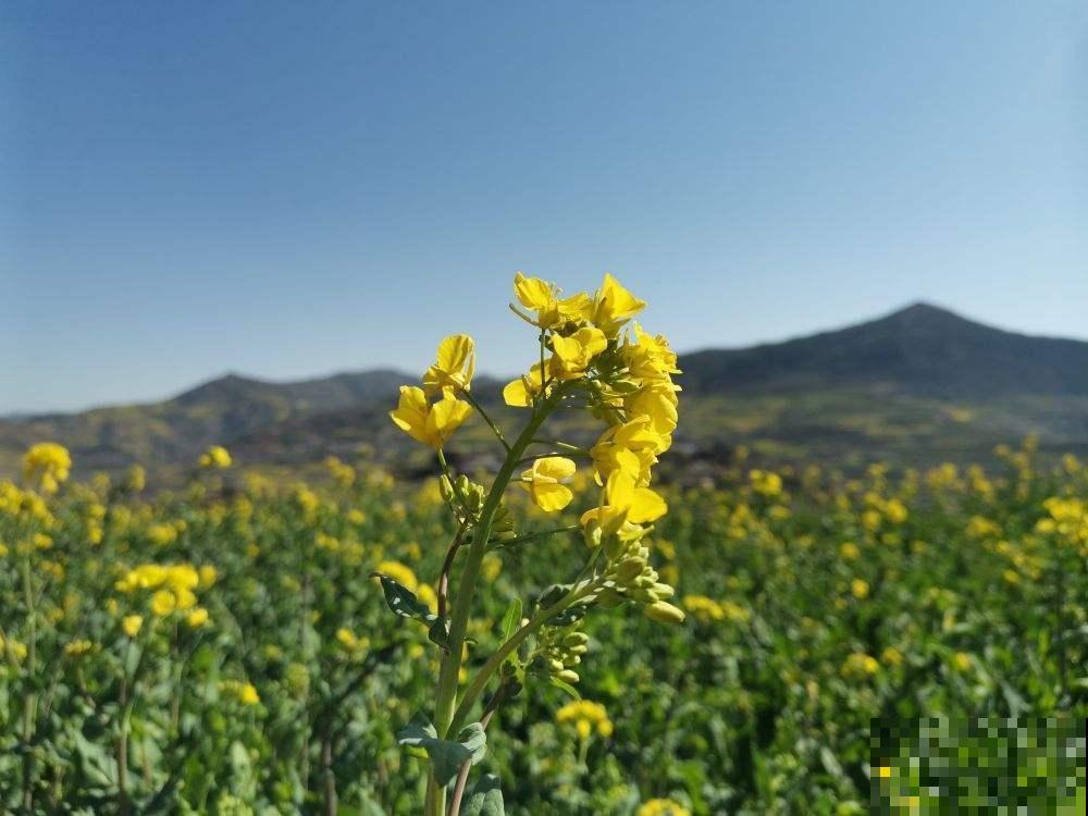漫山遍野油菜花，到底和油菜有啥关系？原来家里也能赏！