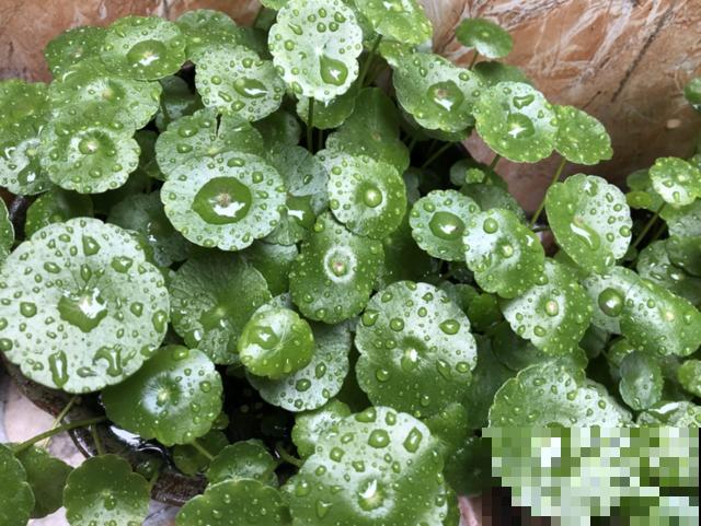 铜钱草别光会浇水，还得注意这3点，才能呼呼长爆盆