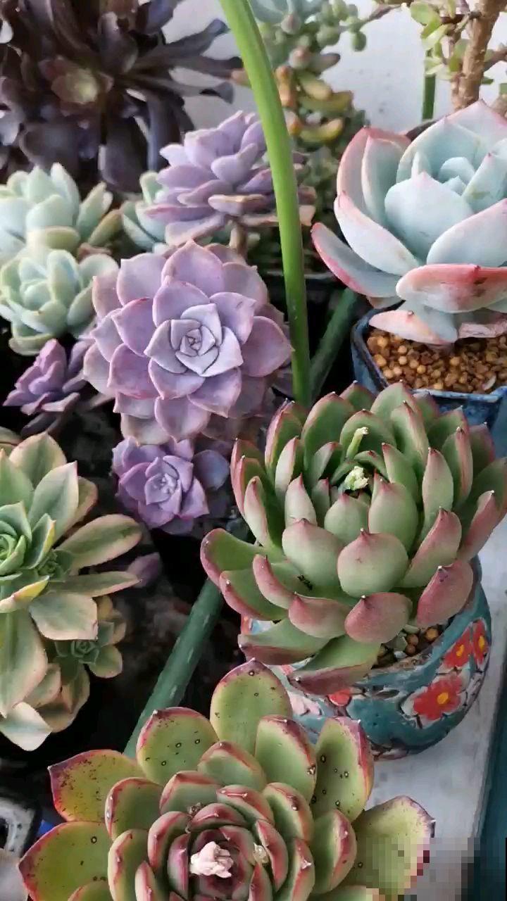 多肉变胖小技巧，3分钟学会，一个月变肉墩子！