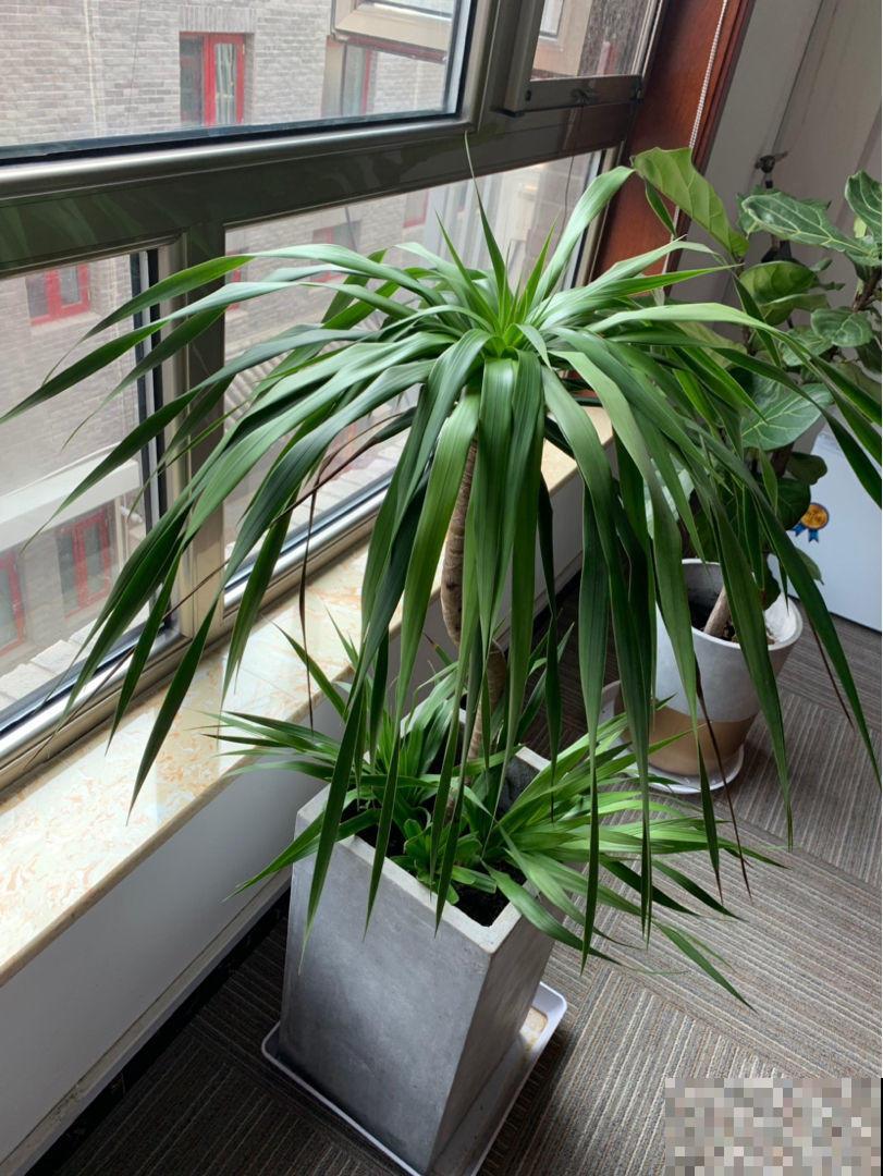 办公室的花盆栽棵龙血树，霸道大气，彰显你的显贵身份！