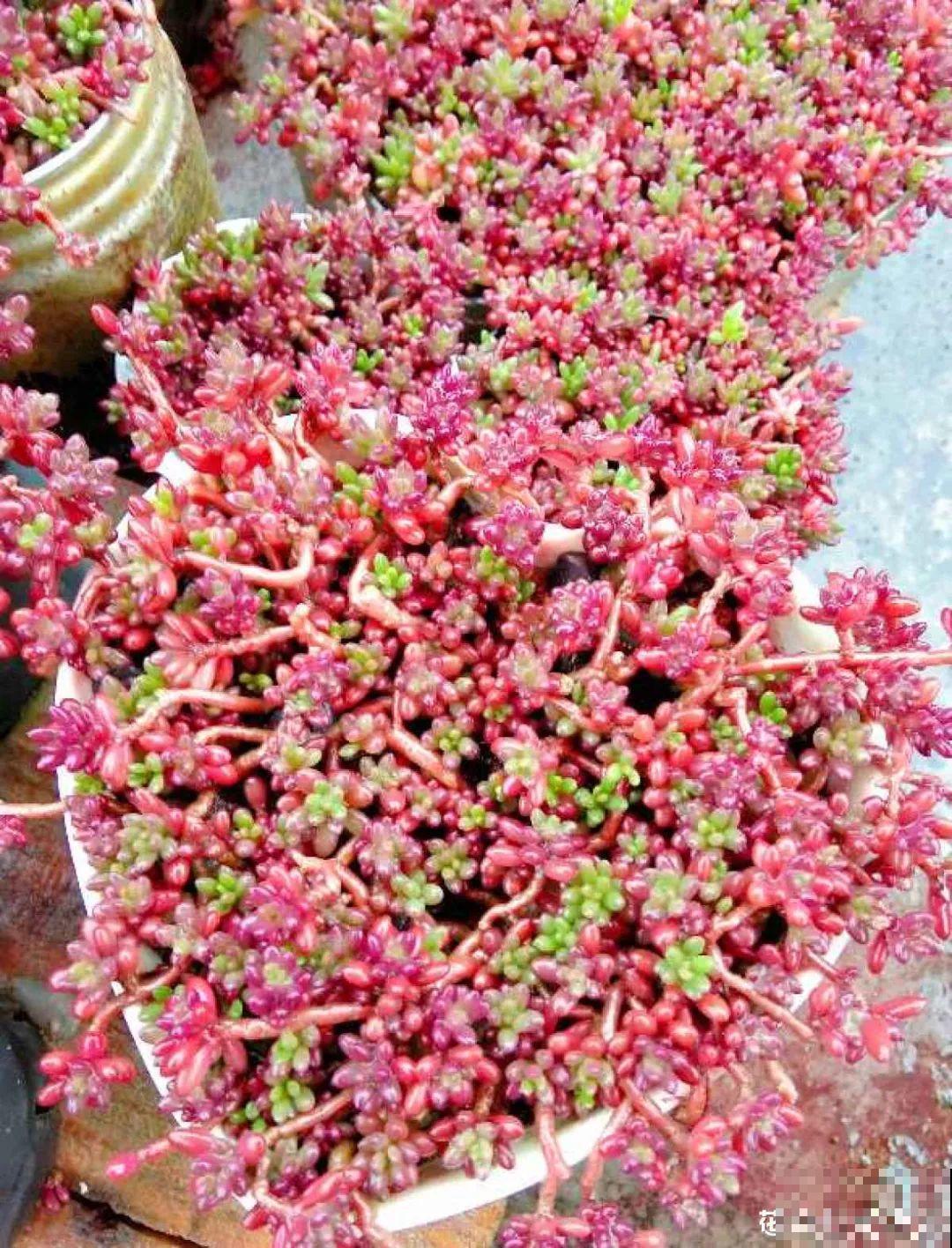 7种花，一开花就是一片花海，太震撼！
