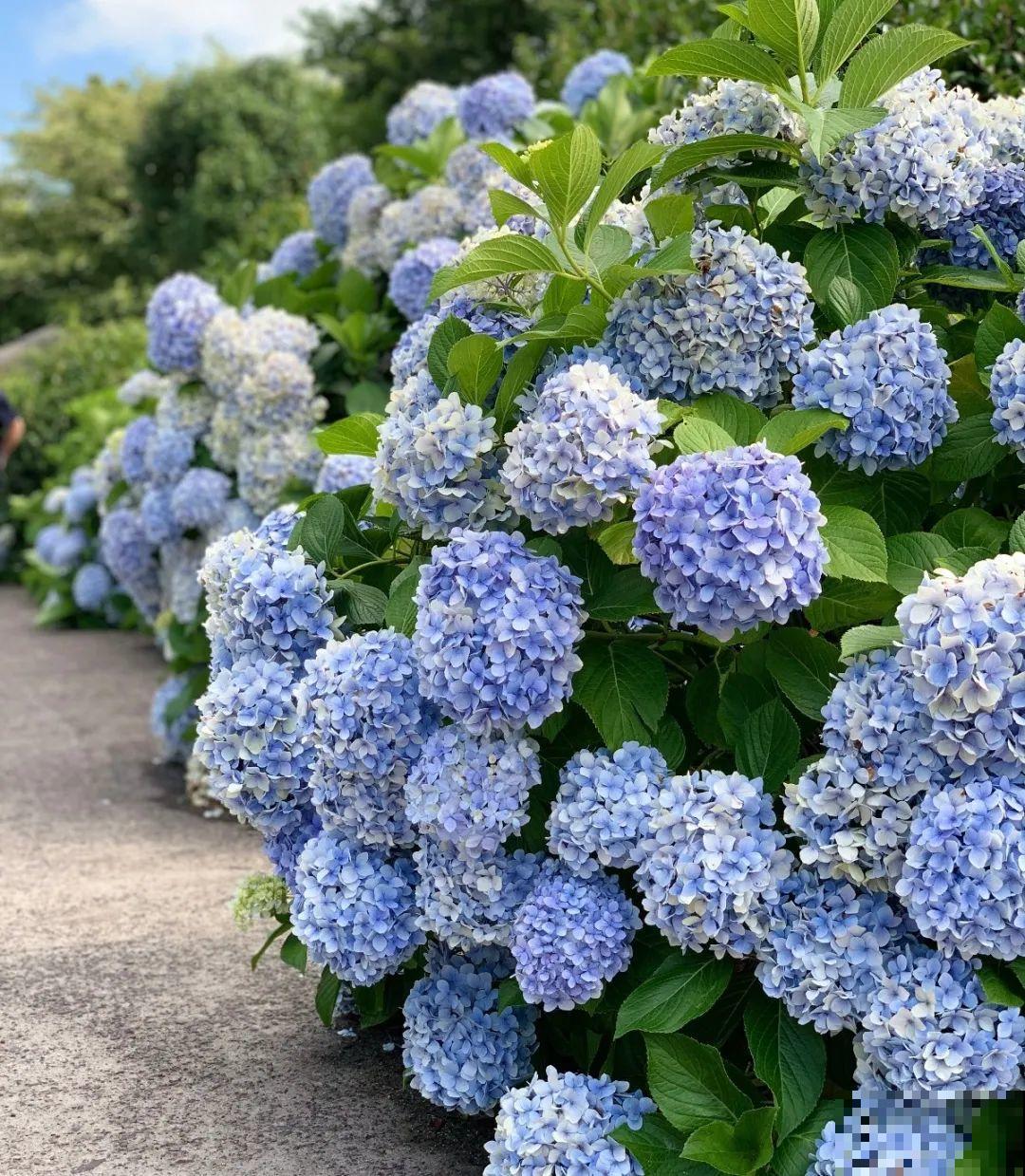 家里养盆绣球，开花大、气质好，谁见都要夸！