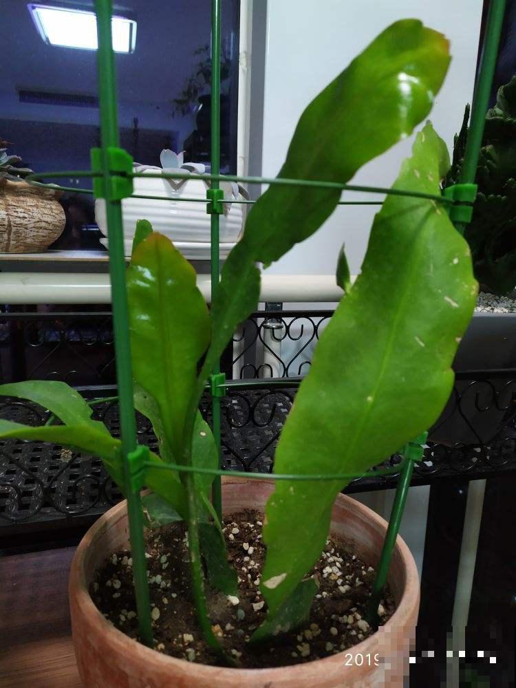 昙花切一截重要部位插土里，今年就能开花，神秘幽香惹人醉！
