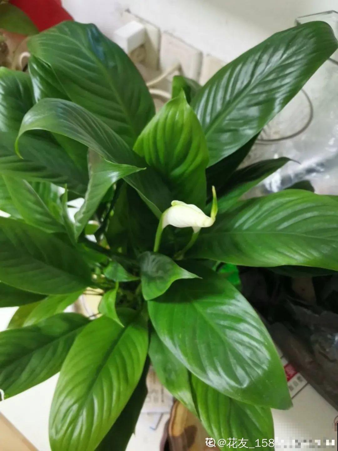 春天养月季，土里埋点小豆豆，呼呼冒出大花苞