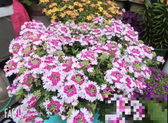 她在墙上、窗台挂了99盆花，齐齐开成大花球，路过的都惊叹！