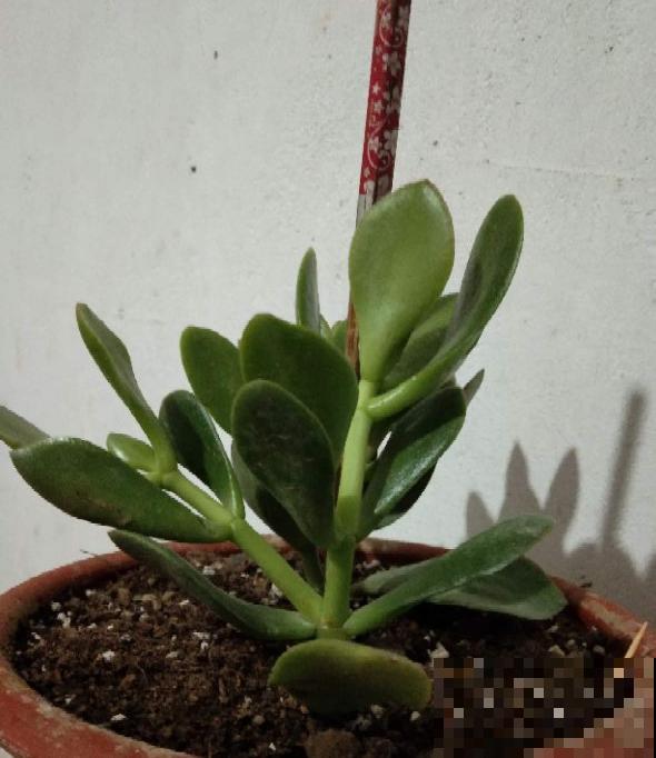 花盆里插根筷子，解决养花大难题，花越长越精神！